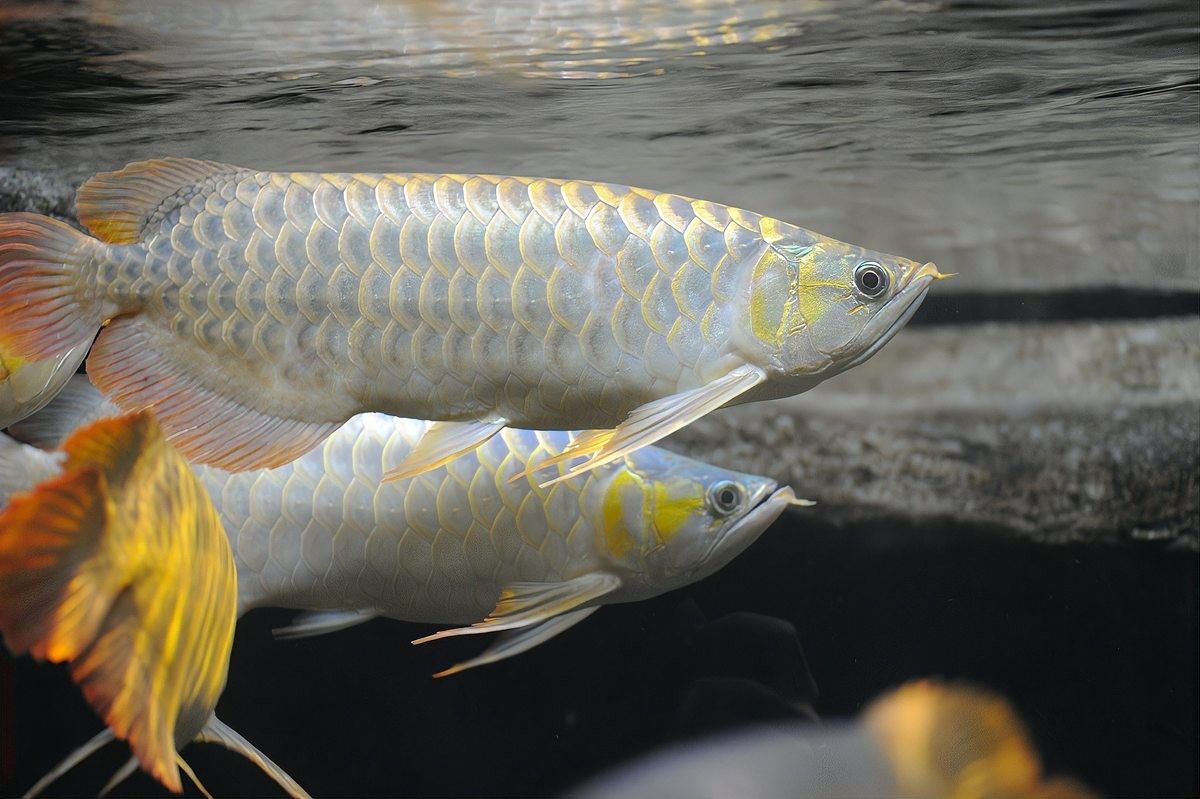 銀龍魚身子打彎怎么回事