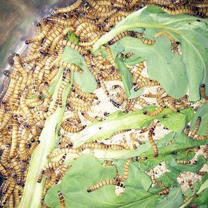 龍魚長期喂食大麥蟲可能會帶來一些不利的影響，以下分析：龍魚長期喂食大麥蟲會帶來哪些不利影響？