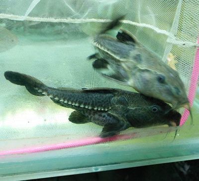 龍魚能和鐵甲魚混養嗎（龍魚能否和鐵甲魚混養？）