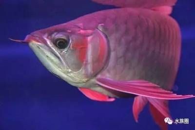 龍魚眼睛外凸怎么治療