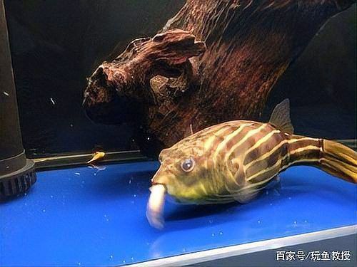 如何判斷紅眼白子招財龍是否吃飽？