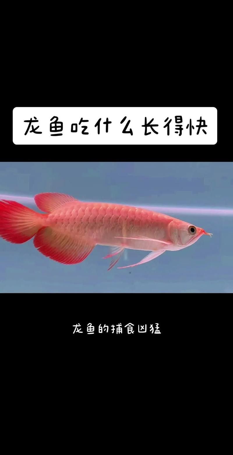 金龍魚吃食物視頻大全圖片
