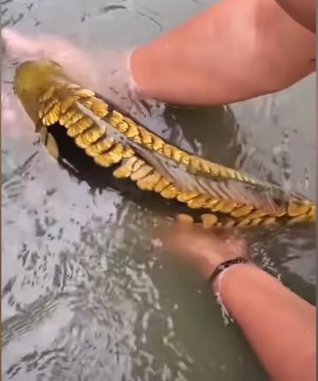 金龍魚吃食物視頻大全圖片