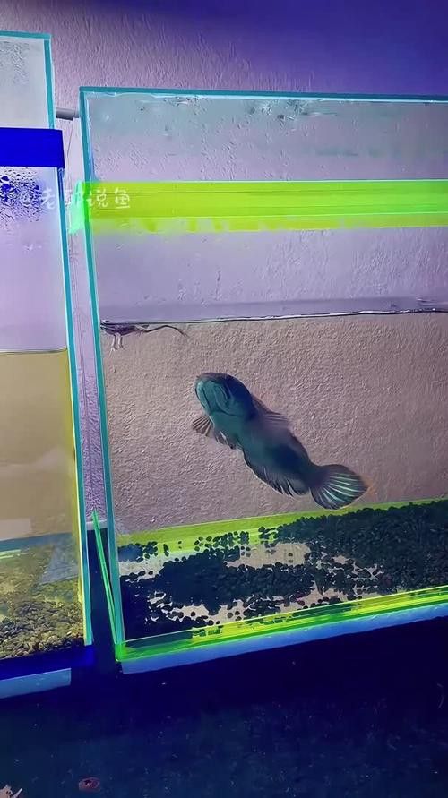 金龍魚吃食物視頻大全圖片