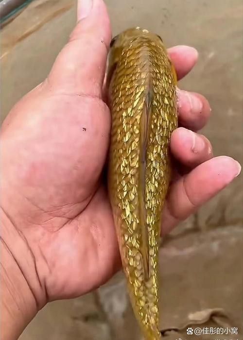 金龍魚吃食物視頻大全圖片