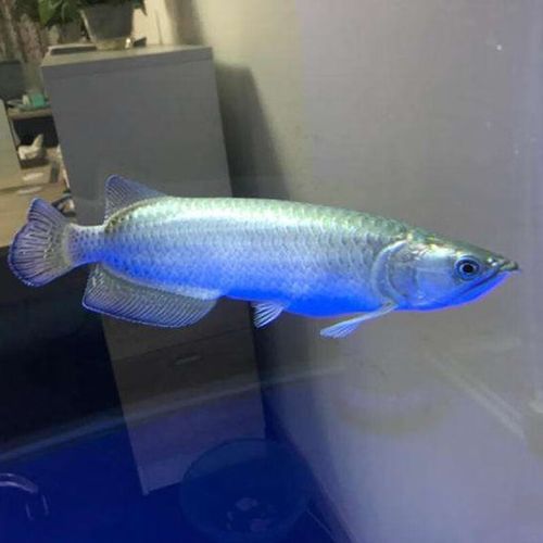 瑰寶龍和政錫龍魚哪個更好？