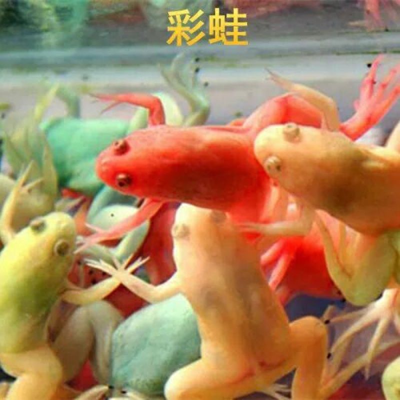 龍魚能冷水養嗎（龍魚不可以用冷水養嗎？）