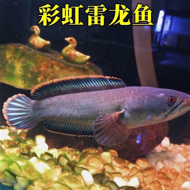 龍魚能冷水養嗎（龍魚不可以用冷水養嗎？）