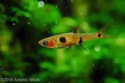 龍魚拉散便：龍魚拉散便可能是由多種因素引起的，龍魚拉散便的癥狀