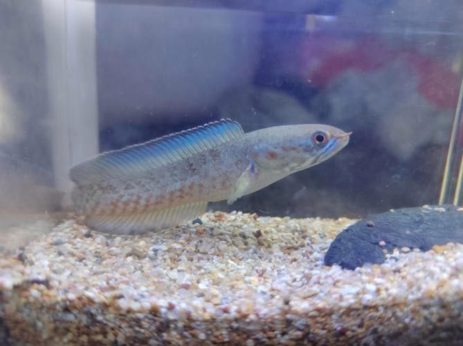 雷龍魚苗子挑選