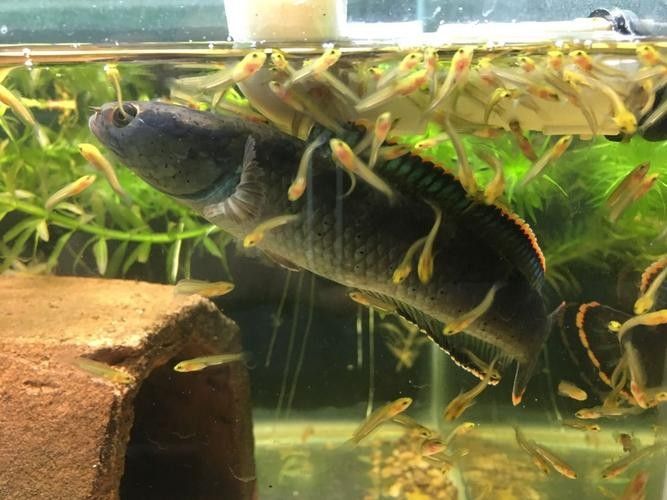 雷龍魚苗子挑選