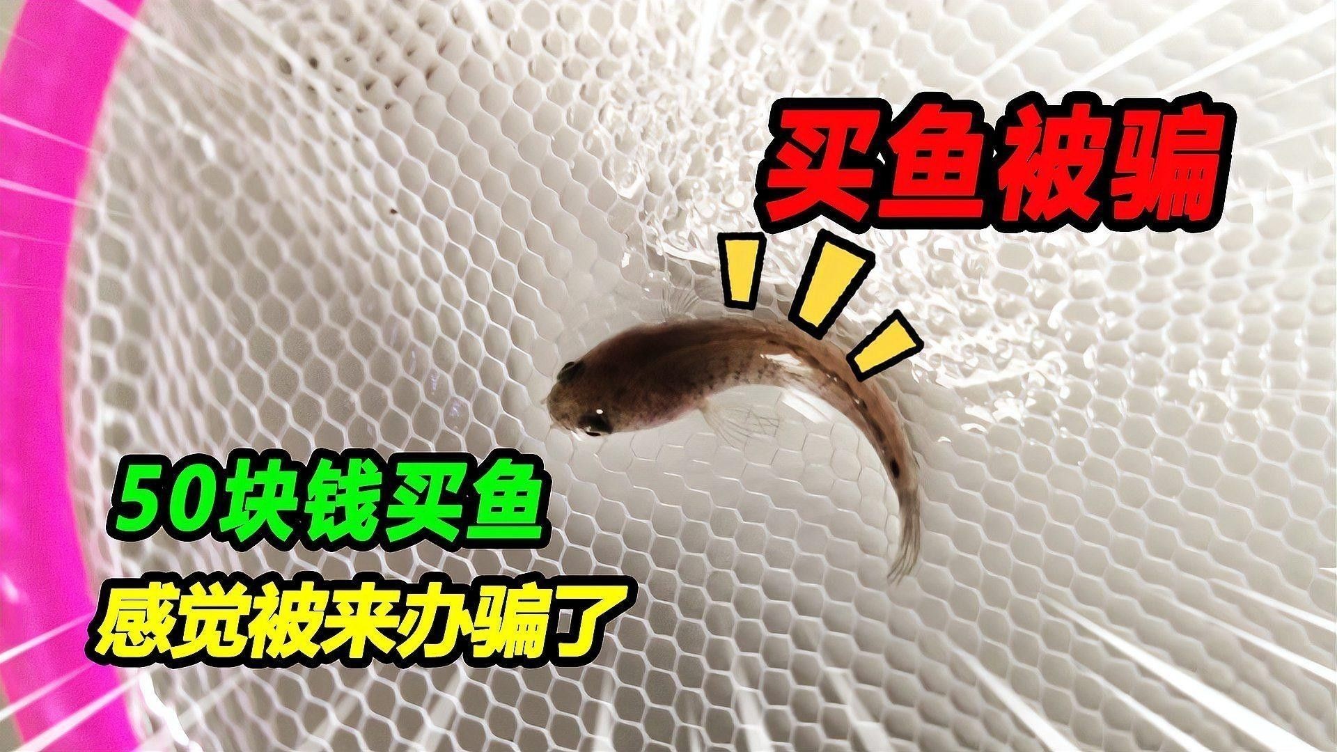 雷龍魚苗子挑選