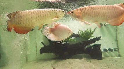 龍魚浮在水面老張嘴：龍魚浮在水面并頻繁張嘴可能由多種因素引起的原因及解釋