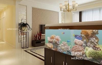 魚缸里為啥要養一條黑色的魚（如何選擇適合魚缸的黑色魚）