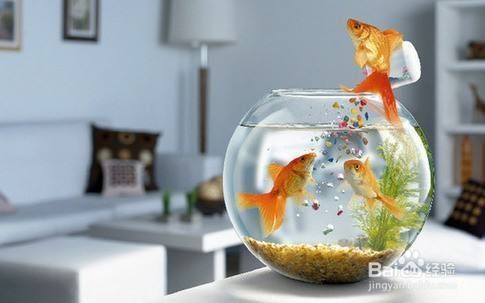 如何處理魚缸糞便（魚缸糞便清理的最佳時間）