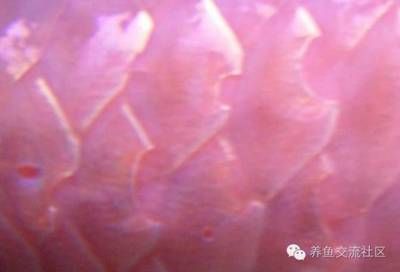龍魚疾病圖解圖片大全：關于龍魚疾病的圖解圖片大全