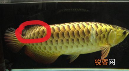 金龍魚過背和高背的區別是什么：過背金龍魚和高背金龍魚的區別是什么過背和高背的區別