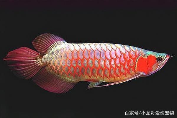 紅翼麒麟龍魚：紅翼麒麟龍魚是一種特殊的品種