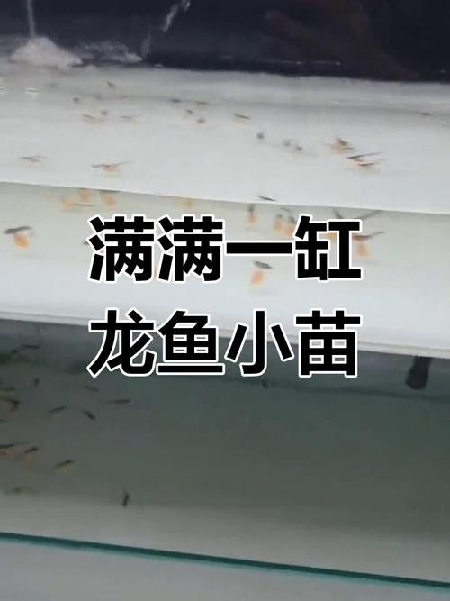 龍魚幼苗的價格是多少？