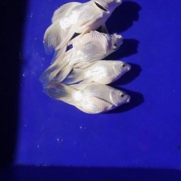 龍魚幼苗的價格是多少？