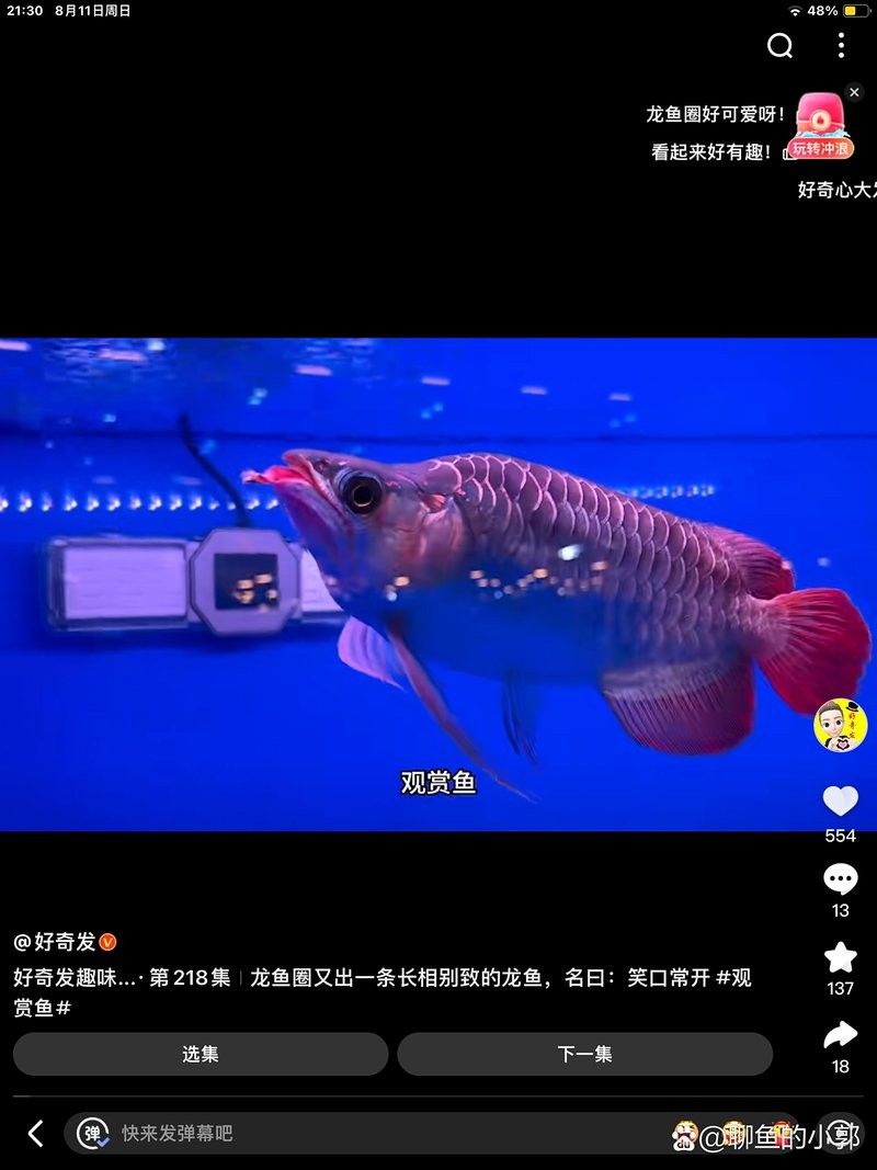 龍魚幼苗的價格是多少？
