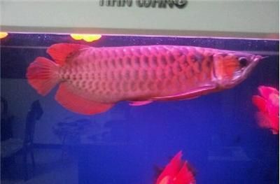 紅金龍魚養殖方法和技巧圖解（紅金龍魚養殖方法和技巧）