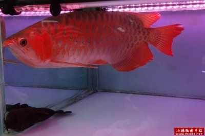 紅金龍魚養殖方法和技巧圖解（紅金龍魚養殖方法和技巧）