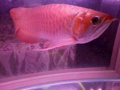 紅金龍魚養殖方法和技巧圖解（紅金龍魚養殖方法和技巧）