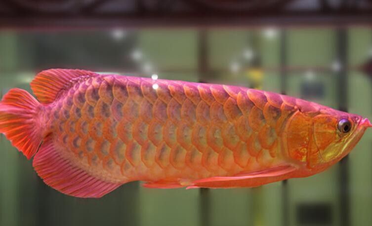 馬來西亞紅龍魚多少錢一條啊