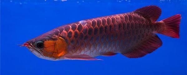紅龍魚為什么長得快的原因（紅龍魚生長速度最快的時候是多大的魚(紅龍魚怎么養長得快）