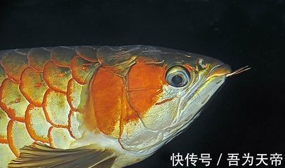 紅龍魚為什么長得快的原因（紅龍魚生長速度最快的時候是多大的魚(紅龍魚怎么養長得快）