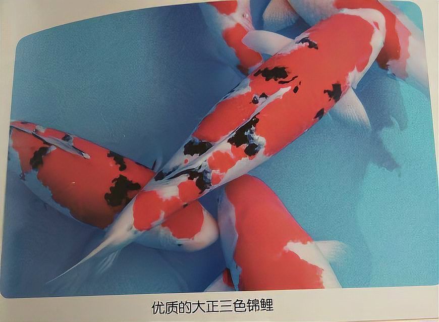錦鯉三色和昭和的區(qū)別