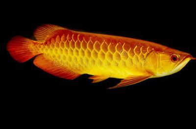 龍魚翻身了怎么搶救過來：龍魚翻身急救措施詳解