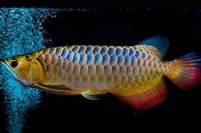 龍魚翻身了怎么搶救過來：龍魚翻身急救措施詳解