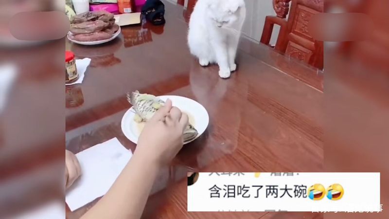 石家莊封閉小區男子吃掉自家3000元龍魚