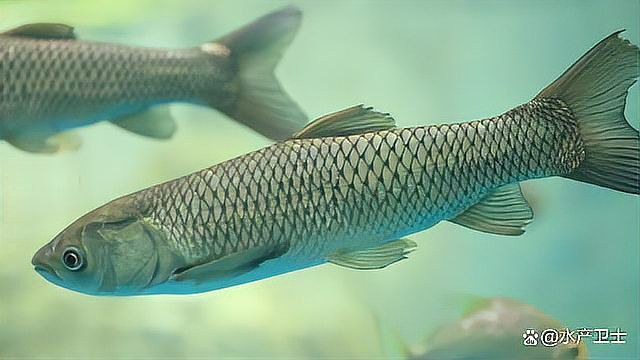 龍魚水霉病傳染嗎？
