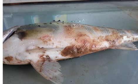 龍魚水霉病傳染嗎？
