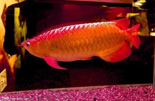 紅龍魚屬于什么魚類（紅龍魚是什么？紅龍魚的飼養技巧有哪些？）
