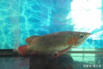 龍魚趴缸是什么樣子的：龍魚趴缸是一種多因素導致的現象
