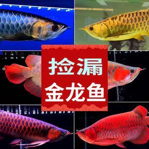 賣紅龍魚犯法嗎怎么處理掉，售賣紅龍魚是否犯法取決于紅龍魚打架原因分析紅龍魚混養注意事項
