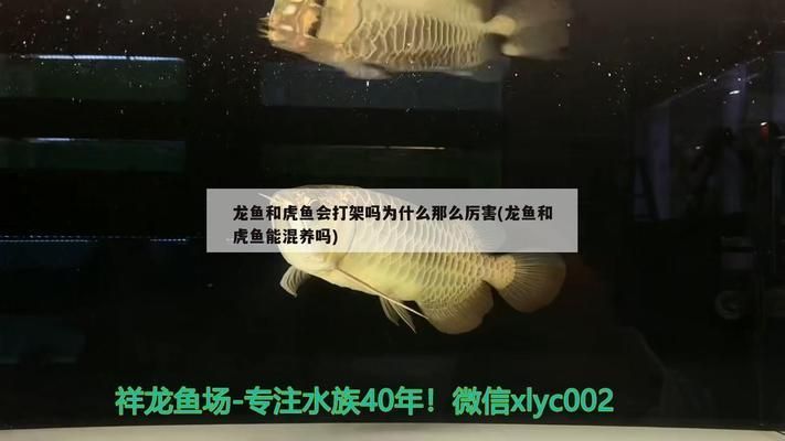 龍魚和虎魚打架誰厲害：龍魚和虎魚打架誰厲害的問題 龍魚和虎魚打架誰厲害：龍魚和虎魚打架誰厲害的問題 龍魚百科 第1張