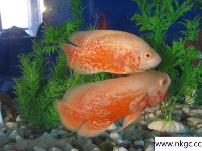 常見的觀賞魚都有哪些品種圖片及價格：常見的觀賞魚品種、圖片及價格