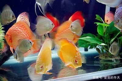 常見的觀賞魚都有哪些品種圖片及價格：常見的觀賞魚品種、圖片及價格