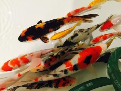 常見的觀賞魚都有哪些品種圖片及價格：常見的觀賞魚品種、圖片及價格