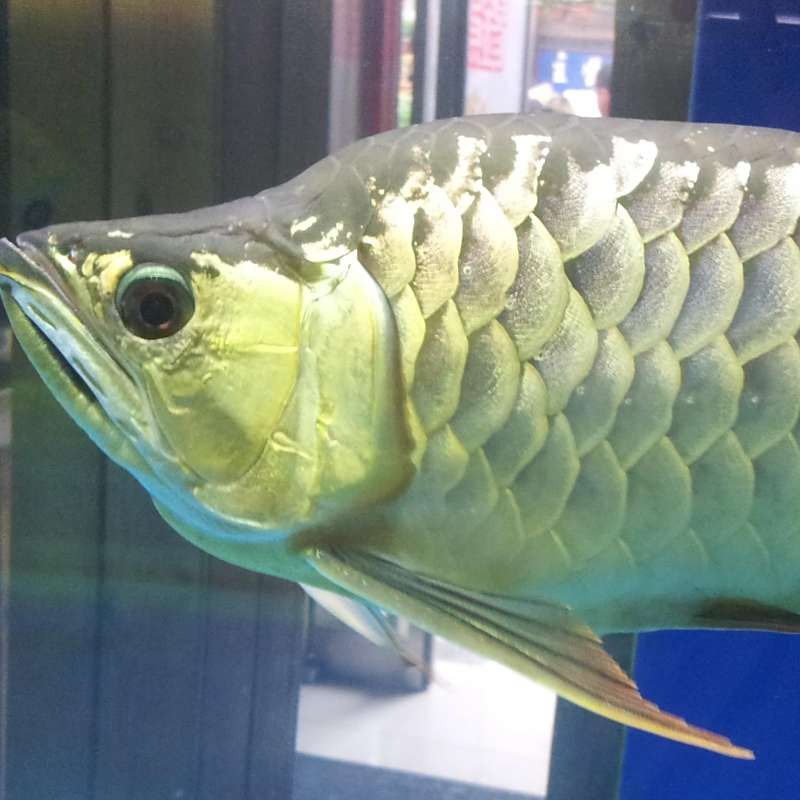 如何區(qū)分福龍魚和其他龍魚？