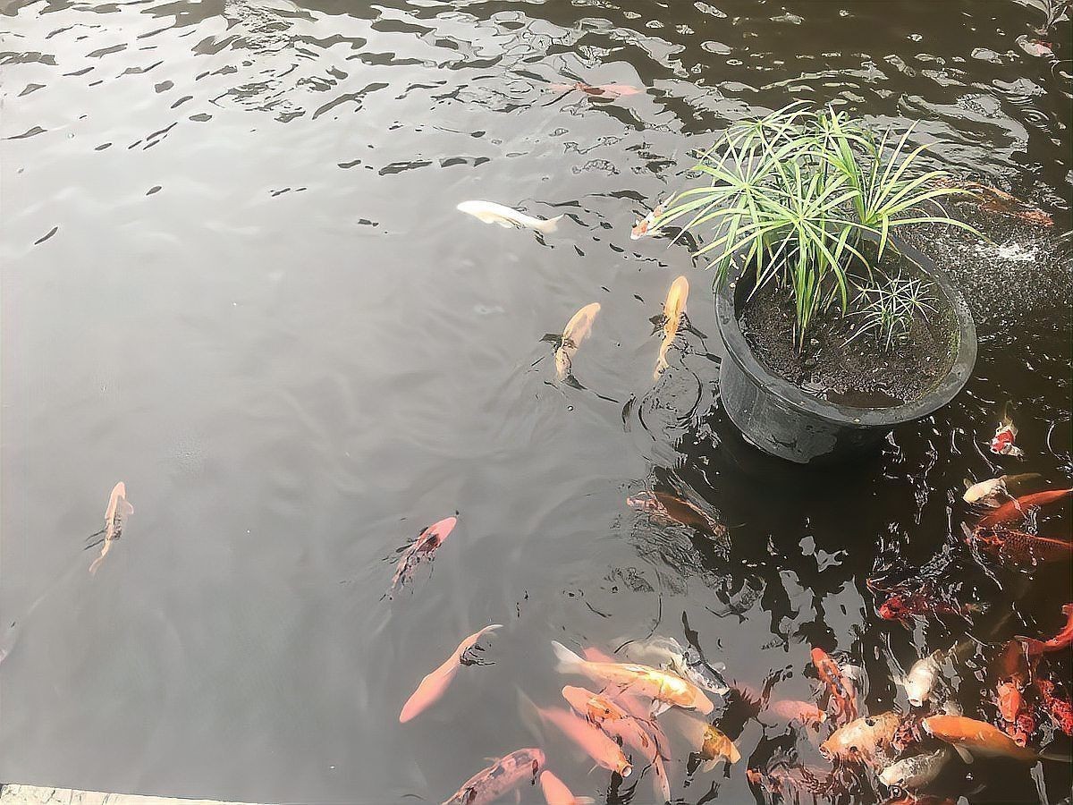 魚交叉感染幾天能恢復