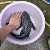 魚交叉感染幾天能恢復