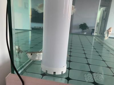 龍魚食欲不振怎么辦：龍魚食欲不振不活潑怎么回事