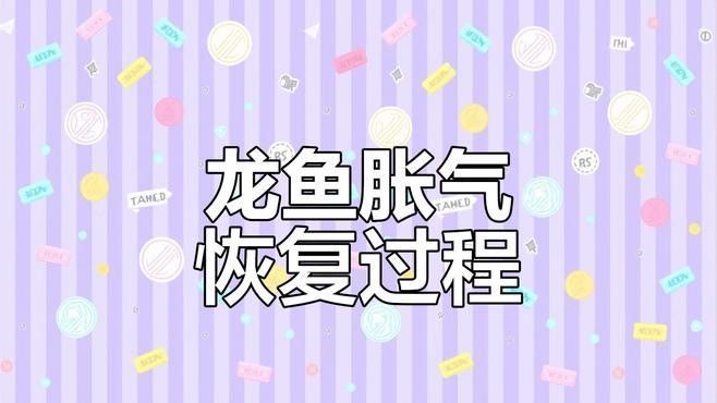 龍魚肚子鼓脹需要多久才能恢復？