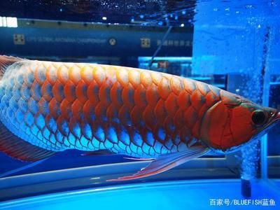 上海最大的龍魚市場，上海最大的龍魚市場位于上海市浦東新區